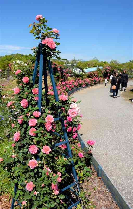 約800種類、5千株のバラを楽しめるエコパーク水俣のバラ園＝25日、水俣市